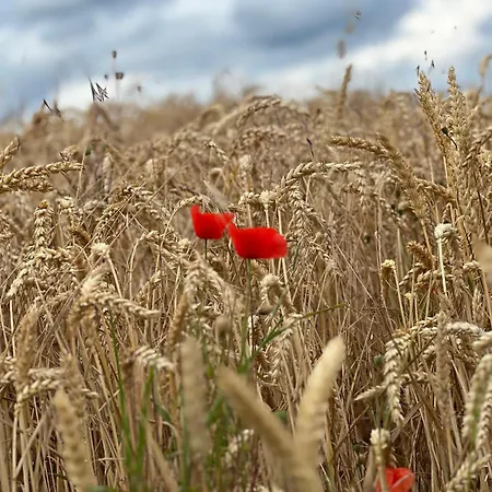 Appartement Fewo-karitz *